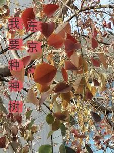 东京,我要种神树